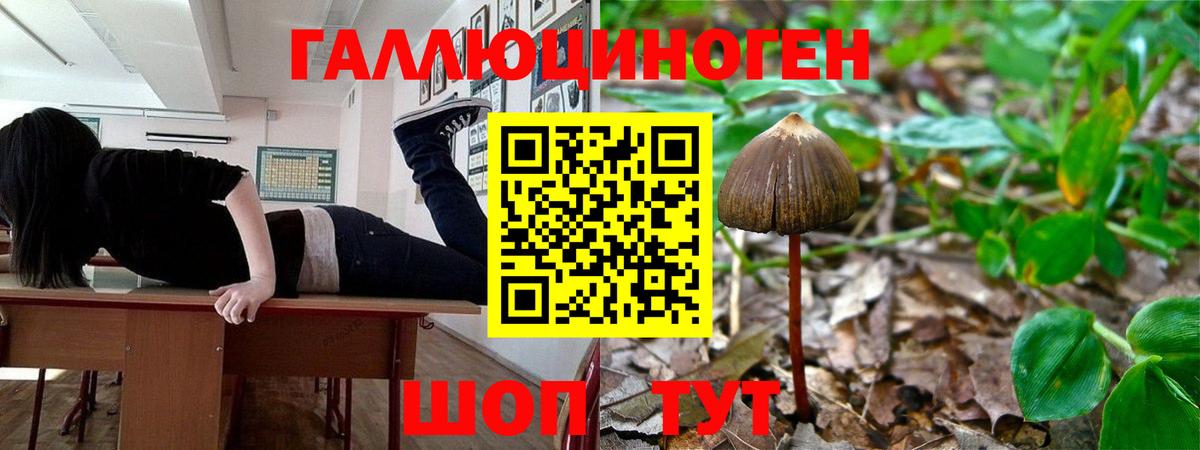 Псилоцибиновые грибы Psilocybine cubensis  Псилоцибиновые грибы ЛСД  Кудрово  купить наркотик  Вход с VPN 